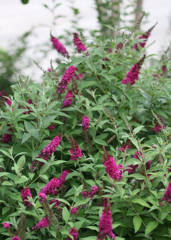 buddleja-red-chip-35613d4c197bbb