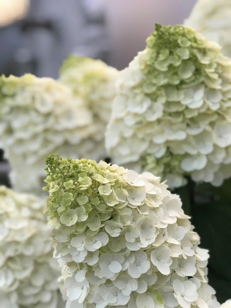 HYDRANGEA-paniculata-Magical-Mont-Blanc-28