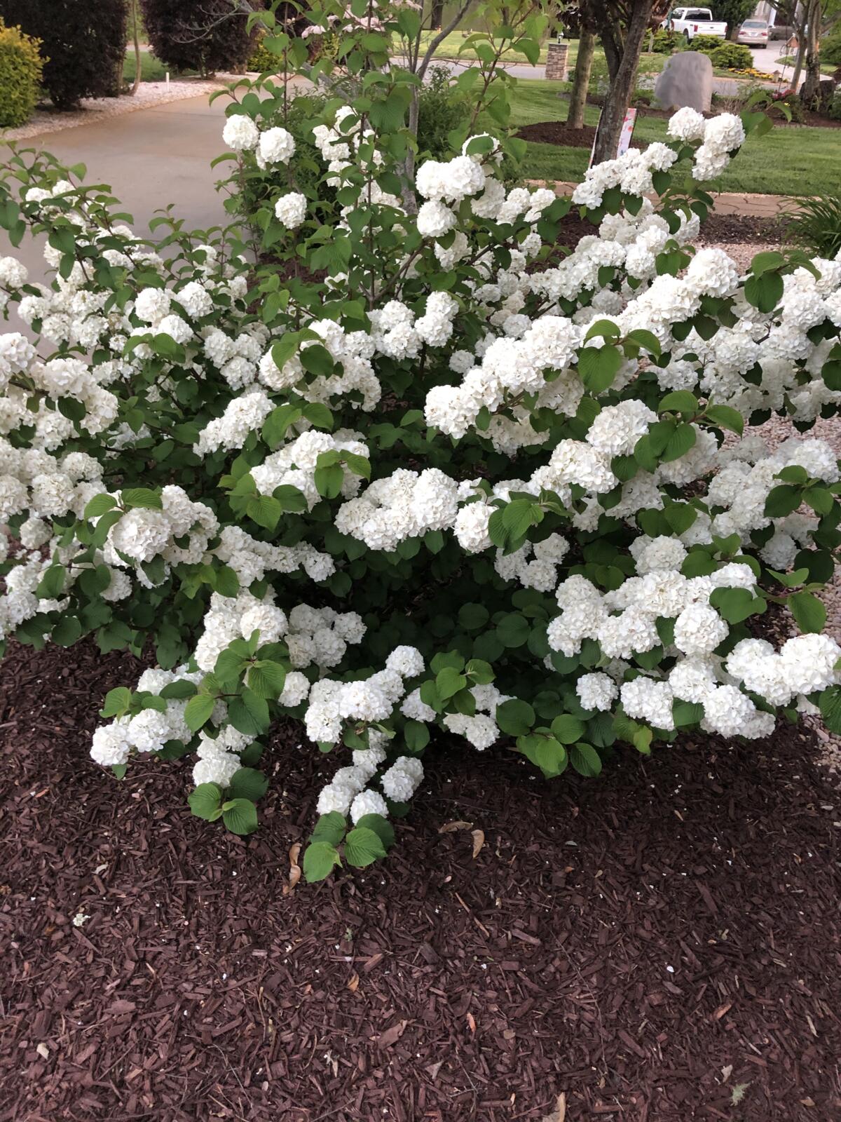 ViburnumFirstEditionsOpeningDay-050-12168_preview