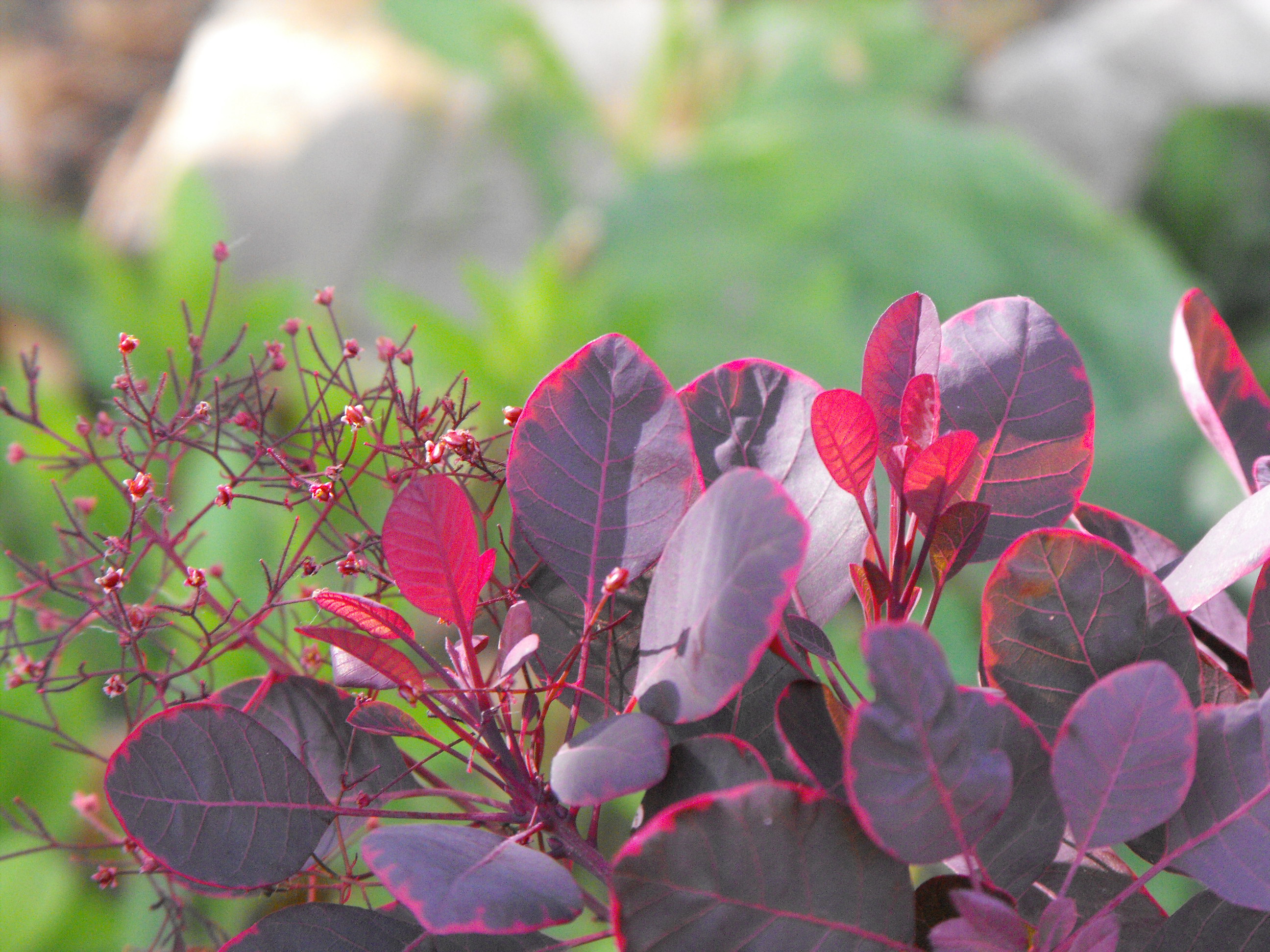 COTINUS coggygria ´Lilla´Ⓢ (=JM51)