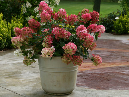 Hydrangea-paniculata-Fire-Light6