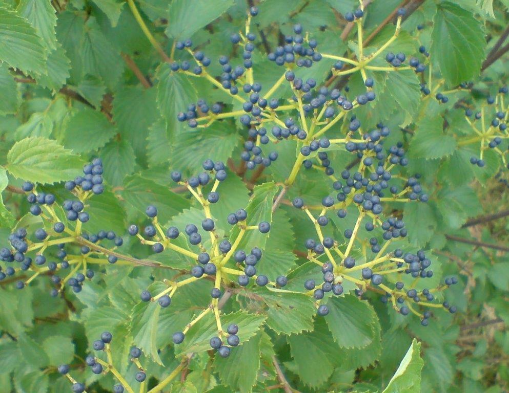 VIBURNUM-dentatum-Blue-Muffin-2