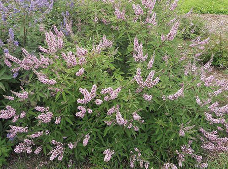Vitex_Pink_Pinnacle_web2