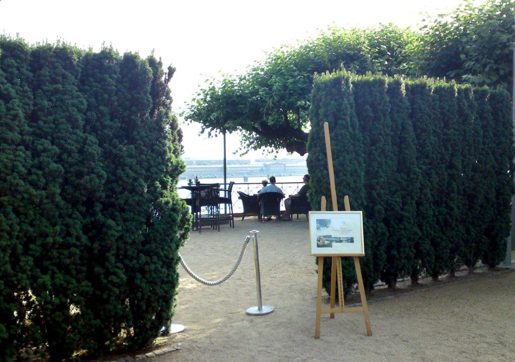 TAXUS-baccata-Fastigiata-Robusta-4