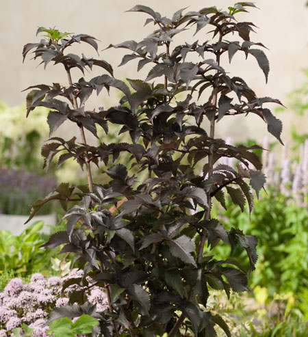 black-tower55015e0abddbd