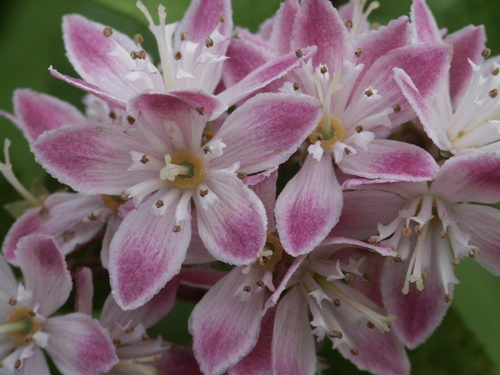 deutzia-tourbillion-rouge-bl-te-03-2