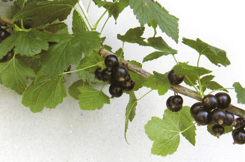 RIBES nigrum ´Ben Sarek´
