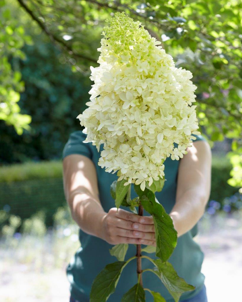 Hydrangea-Skyfall-6