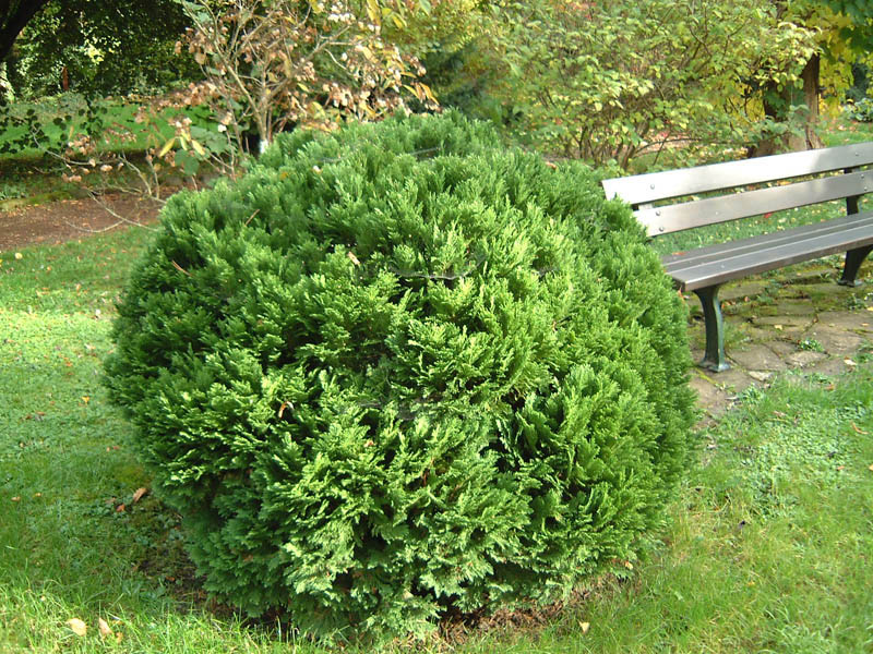 CHAMAECYPARIS lawsoniana ´Minima Glauca´