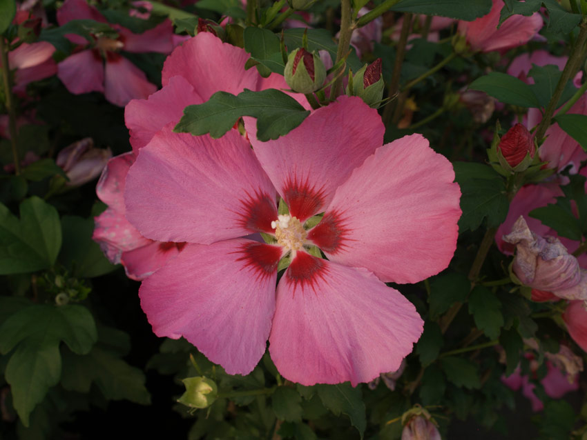 hibiscus-syriacus-woodbridge-3