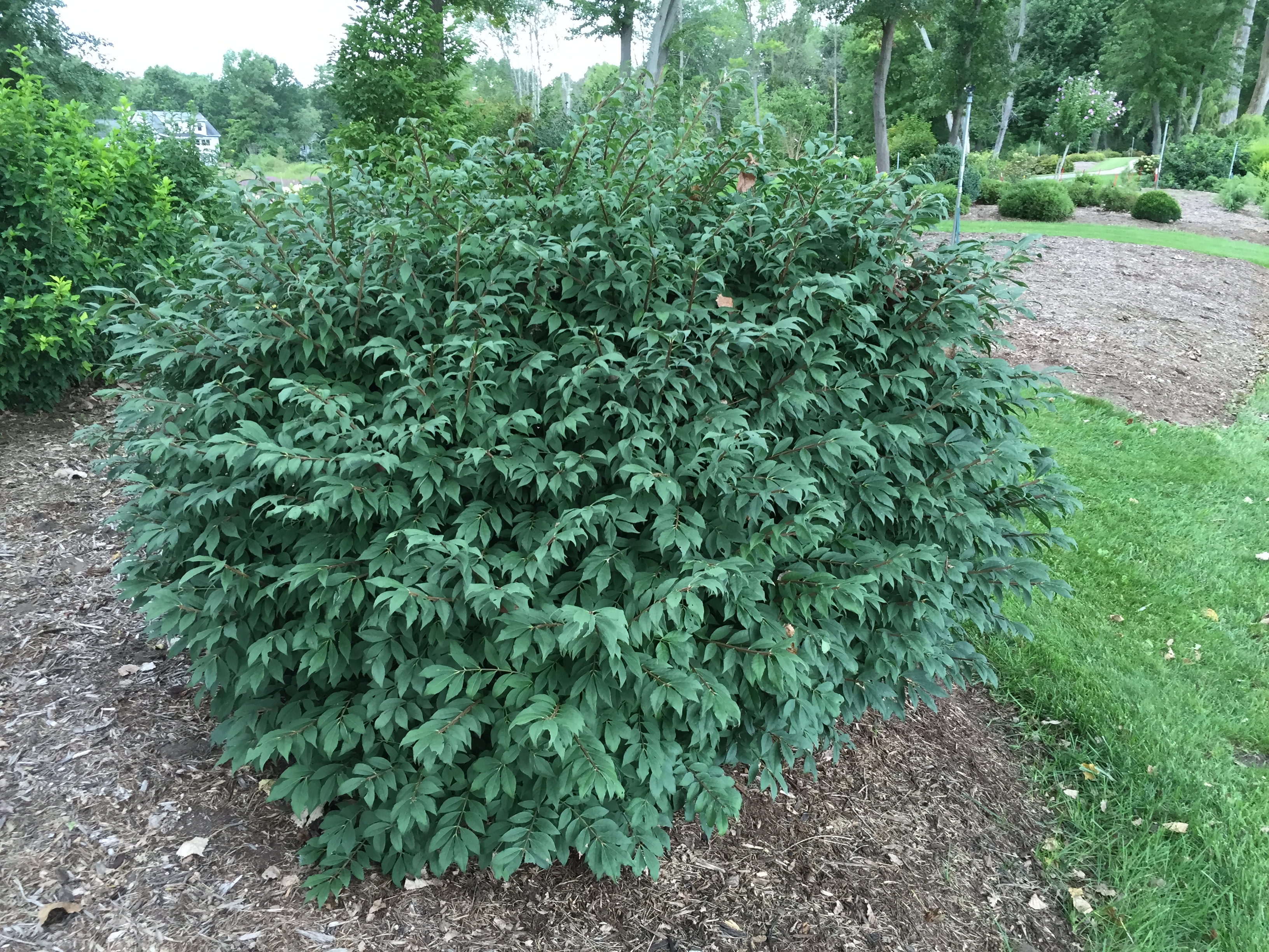 EUONYMUS alatus ´Little Moses´ (= alatus ´Little Odom´)