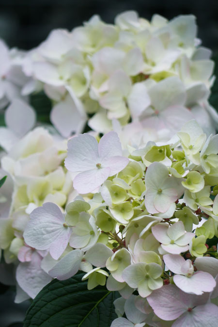 HYDRANGEA-x-CLOUDi-17