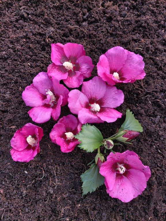 Hibiscus-syriacus-Flower-Tower-Red-8