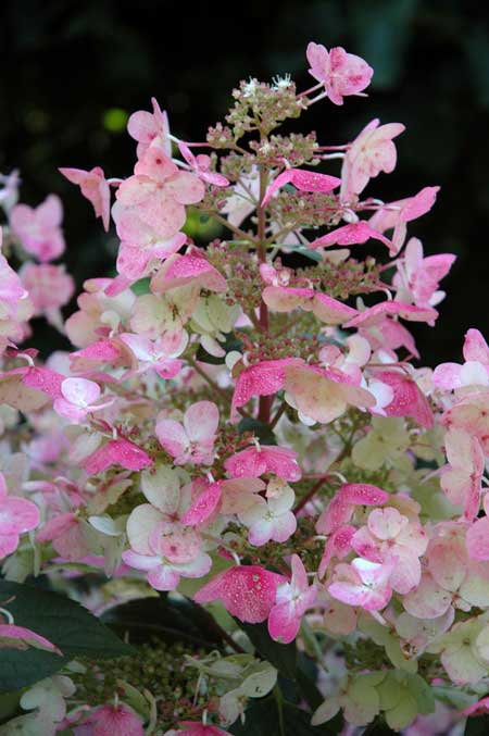 hydrangea-paniculata-wim-s-red3