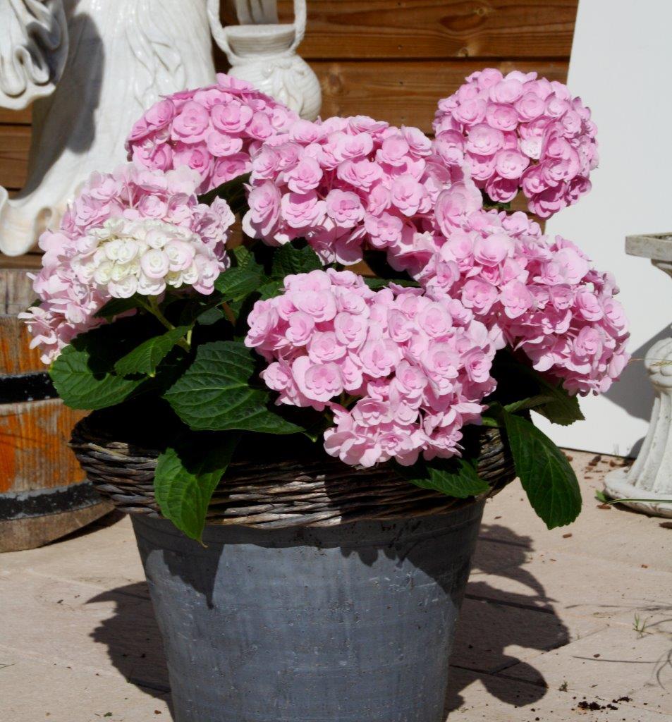 Hydrangea-macrophylla-Love-4-b