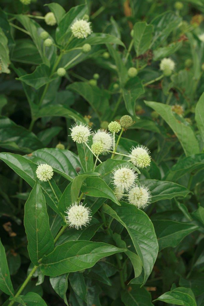 sugar_shack_cepahalanthus_flowering-1