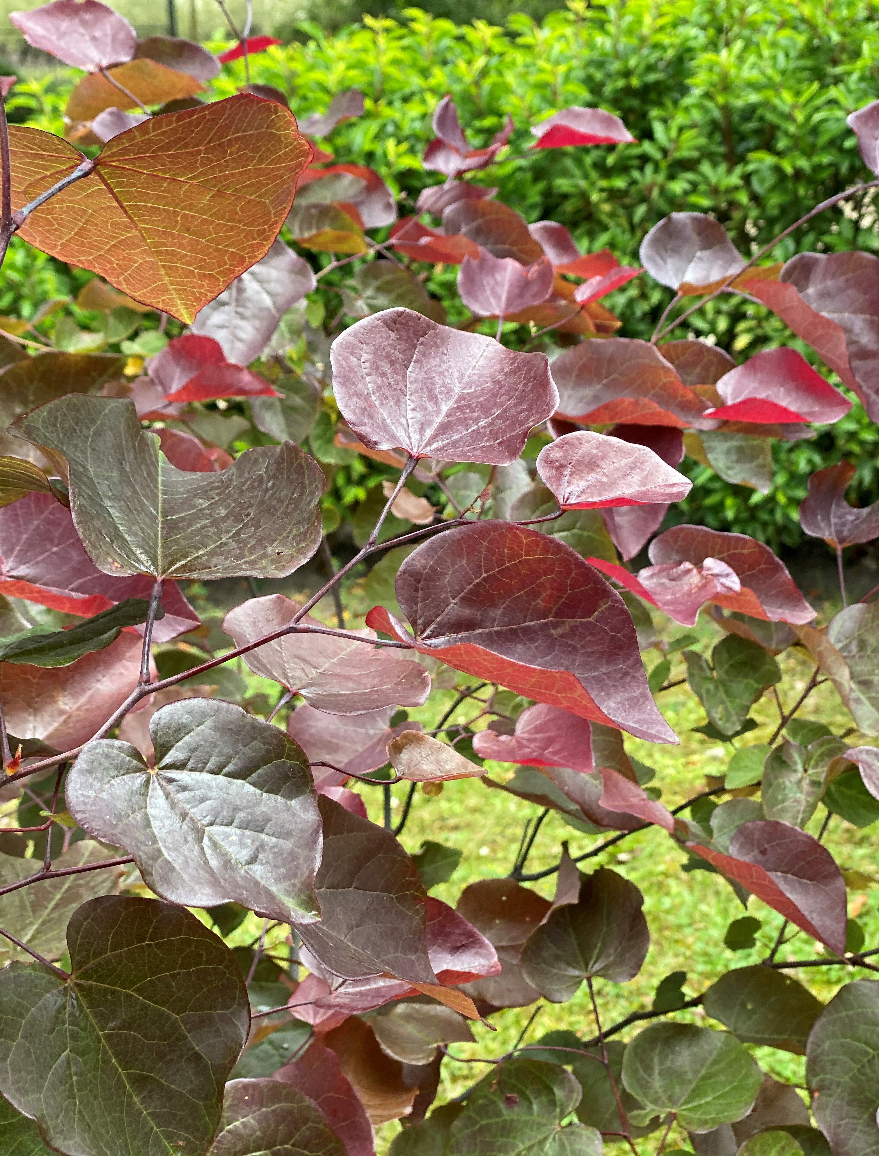 CERCIS-canadensis-Merlot-19