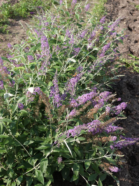 buddleja-lochinch-2 BUDDLEJA ´Lochinch´