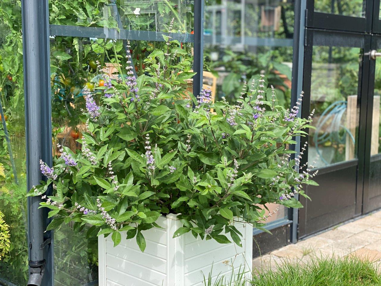 Vitex-Magical-Summertime-Blues-6