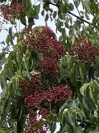 EUODIA-hupehensis-Tetradium-daniellii-5