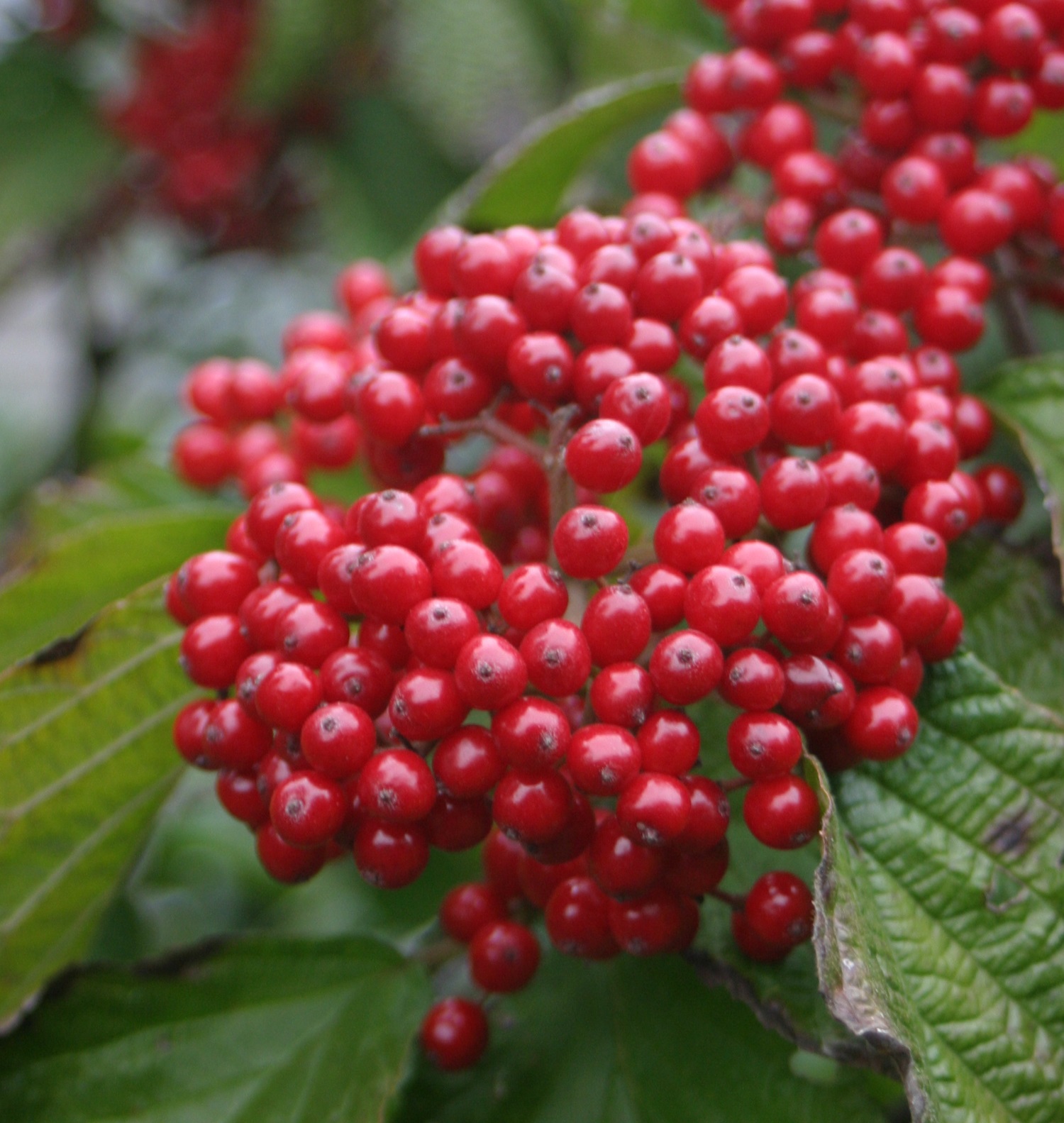 VIBURNUM dilatatum ´Cardinal Candy´® (´HENNEKE´)