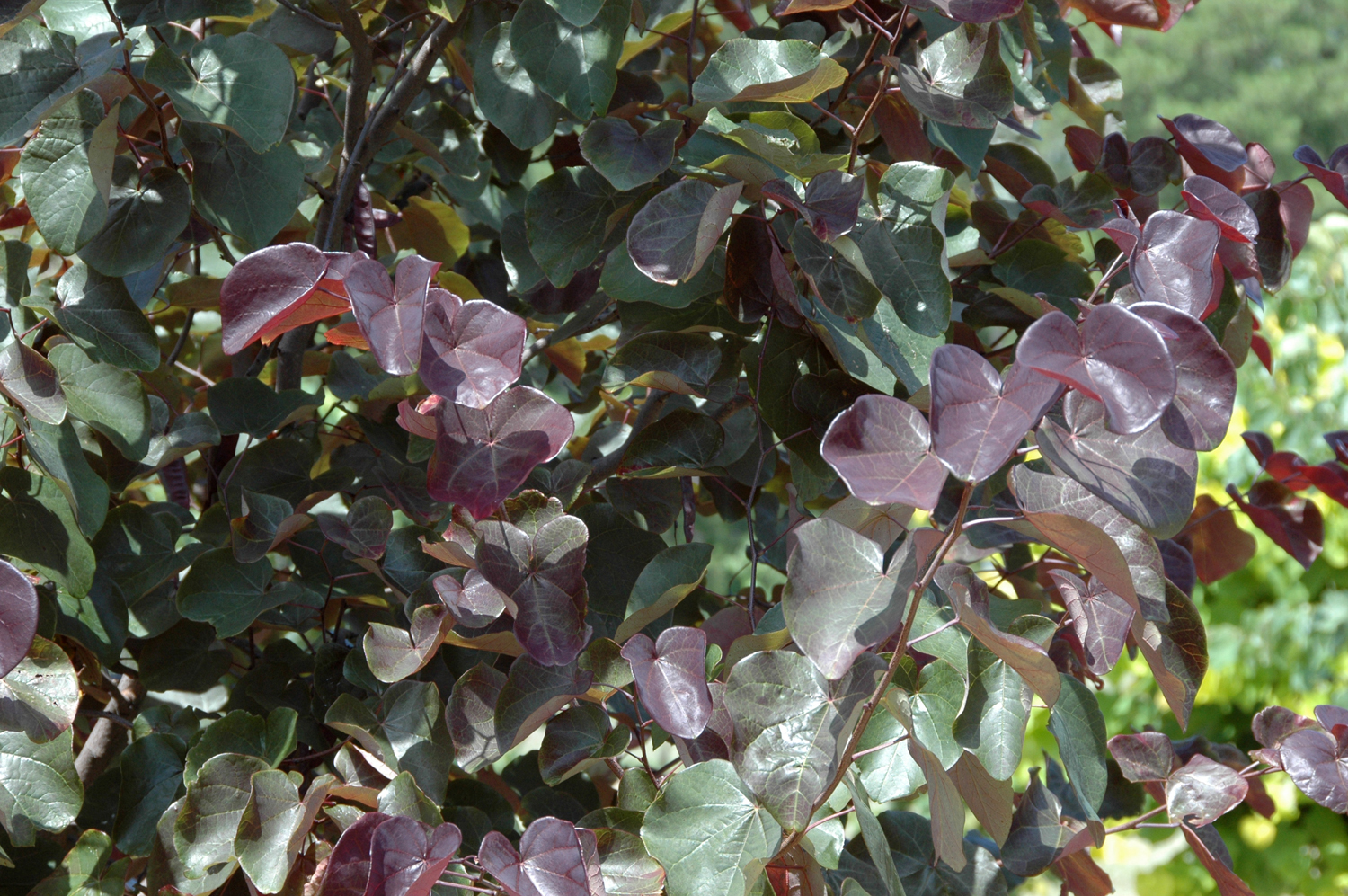 CERCIS-canadensis-Merlot-1