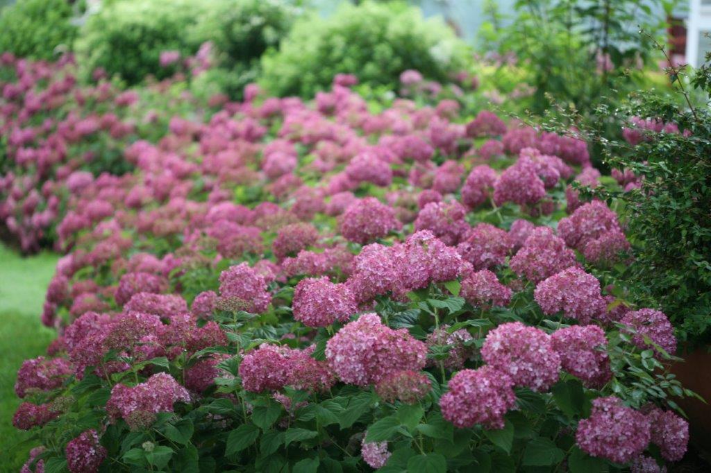 Hydrangea-arb-Bella-Ragazza-Mauvette-5 HYDRANGEA arborescens ´Bella Ragazza® Mauvette´(´Invincibelle® Mini Mauvette´) (´NCHA7´)Ⓢ PW®