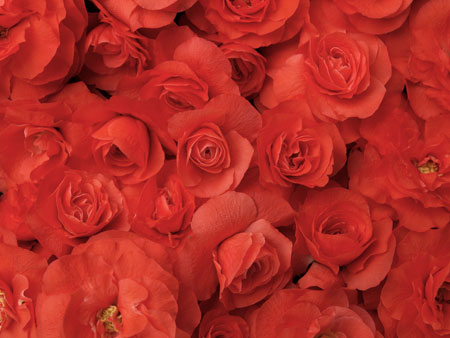 chaenomeles_speciosa_-orange_storm-_4