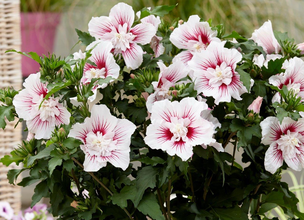 Hibiscus-syriacus-Starburst-Chiffon-4