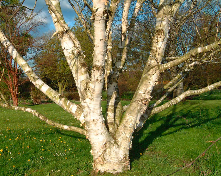 White Barked Himalayan Birch 