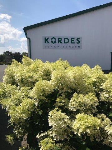 HYDRANGEA-paniculata-Bobo-21
