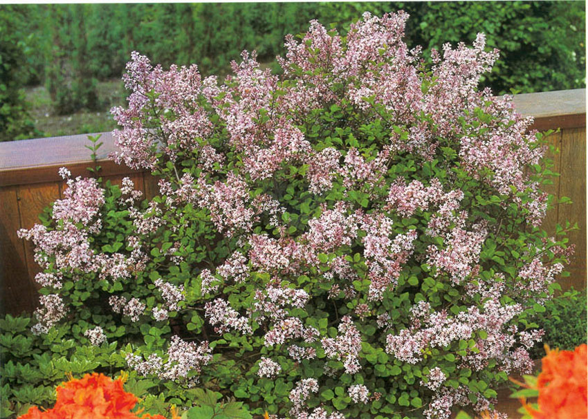syringa-meyeri-palibin-_1 SYRINGA meyeri ´Palibin´ (= palibiniana Hort. non Nakai, microphylla ´Minor´, velutina Hort.)