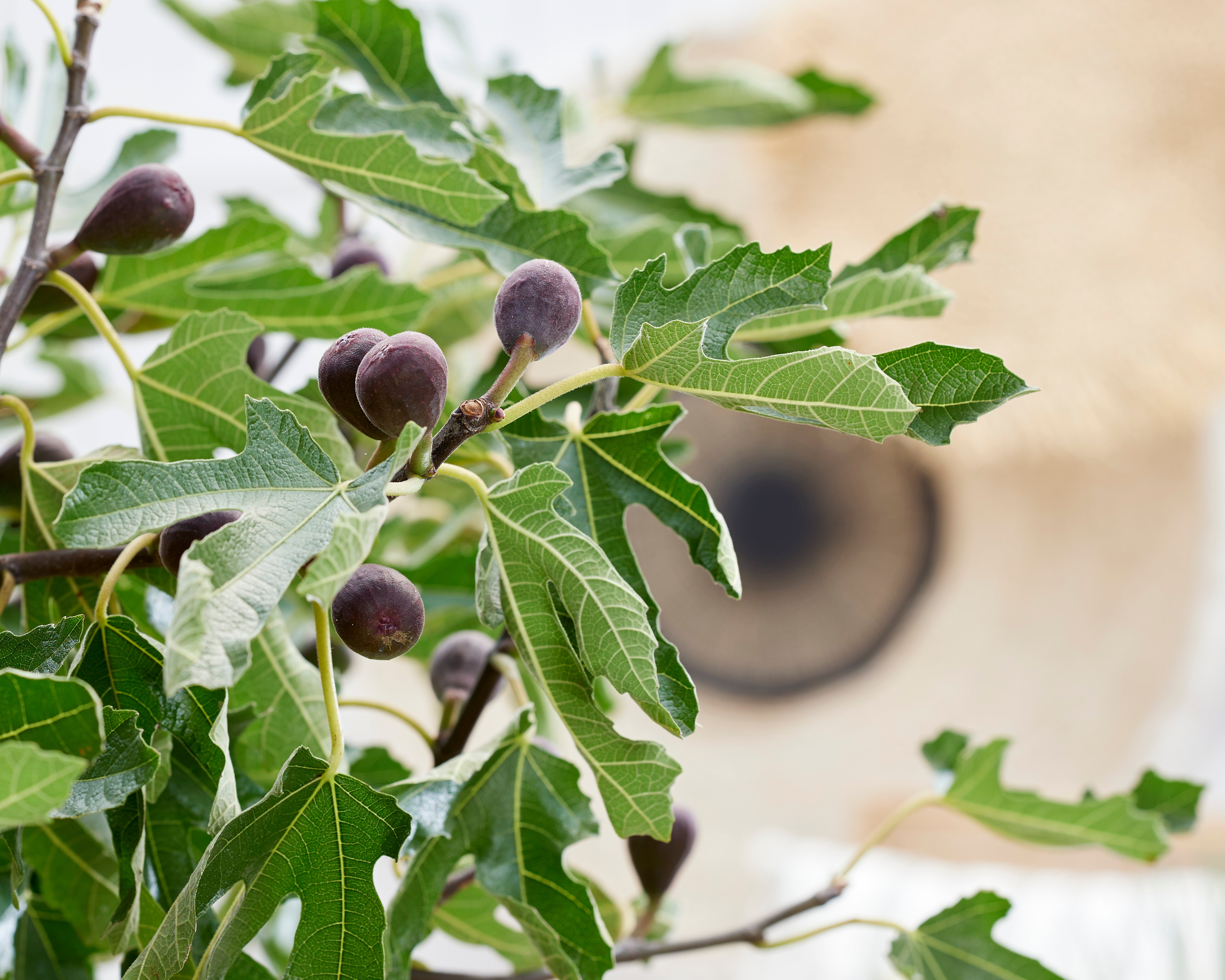 Ficus-Little-Miss-Figgy-7h0TQcbSbpVNqe