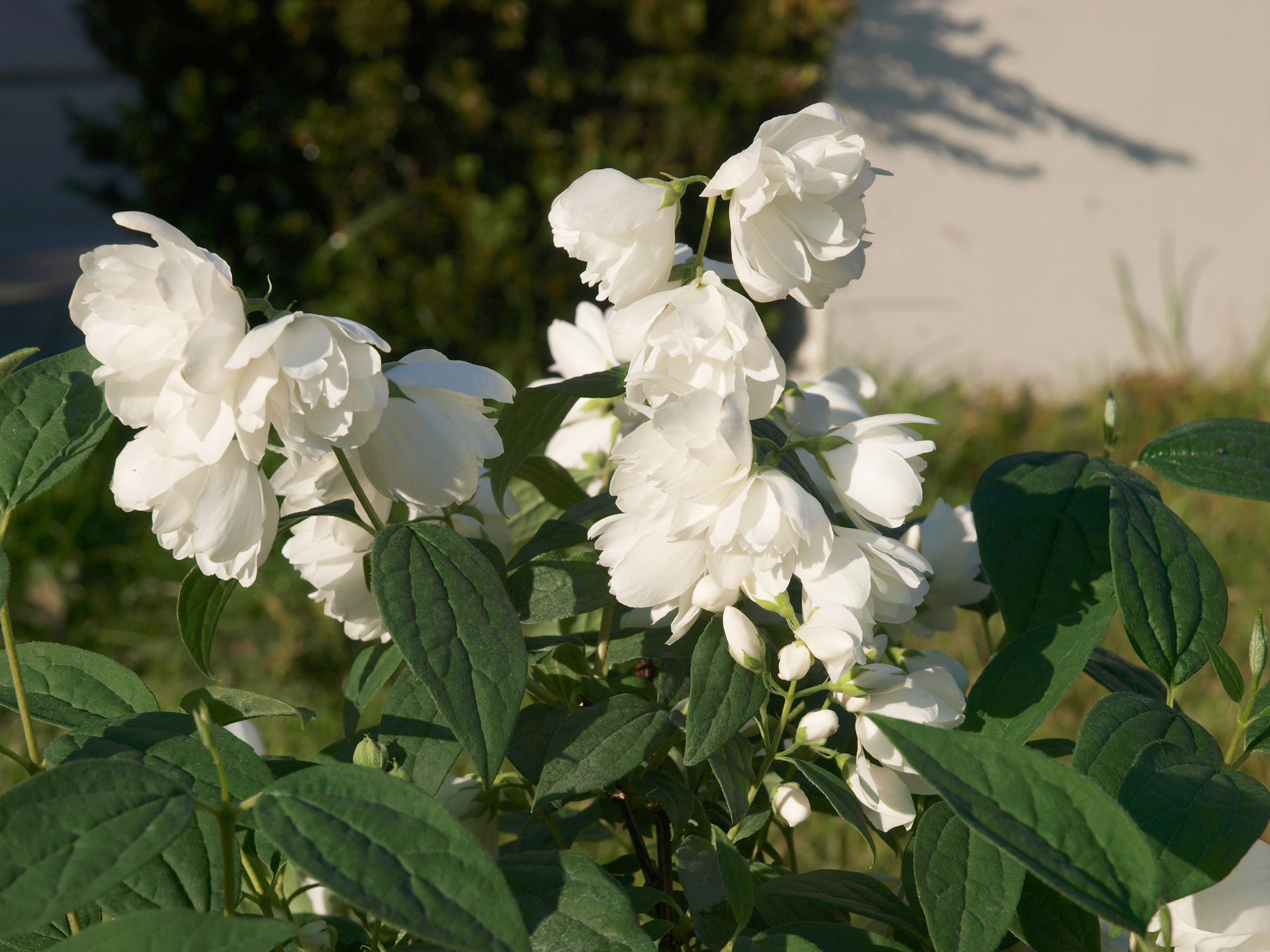 philadelphus-little-white-love-2