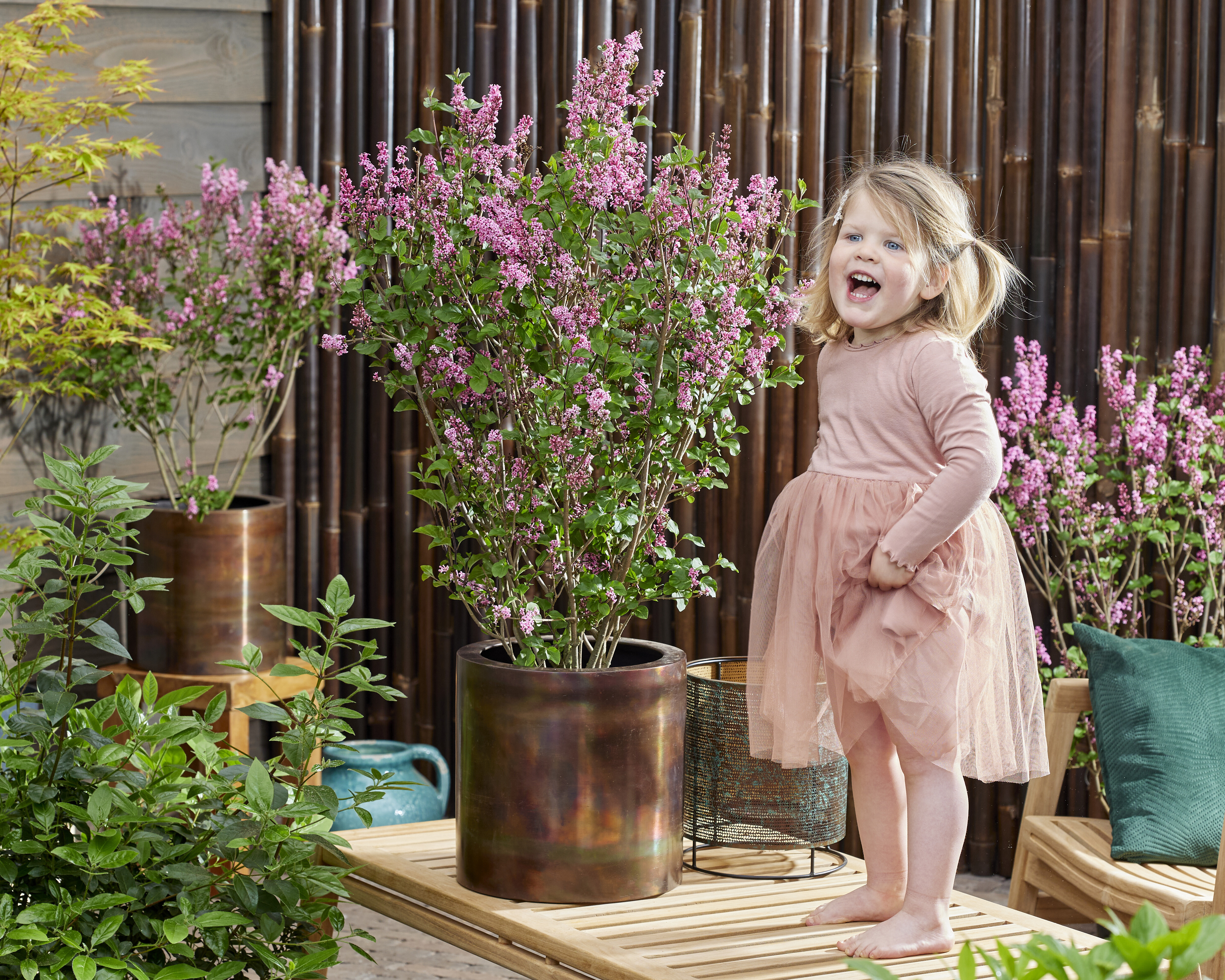 SYRINGA meyeri ´Little Rosie´ (´Anny200816´)Ⓢ 