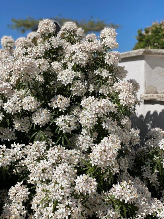 CHOYSIA-ternata-White-Dazzler-1