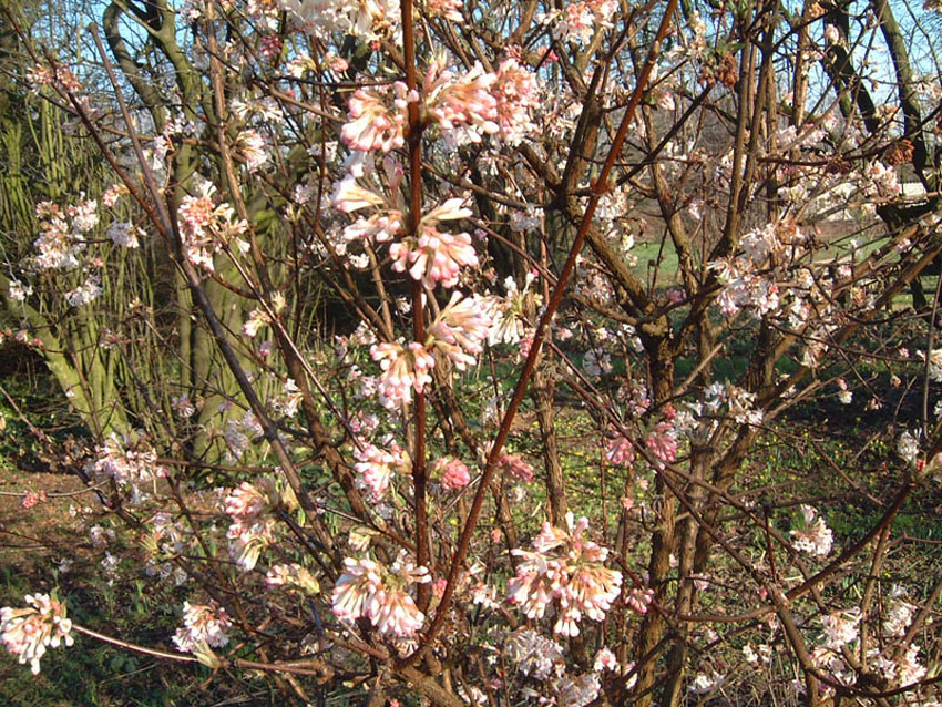VIBURNUM bodnantense ´Charles Lamont´