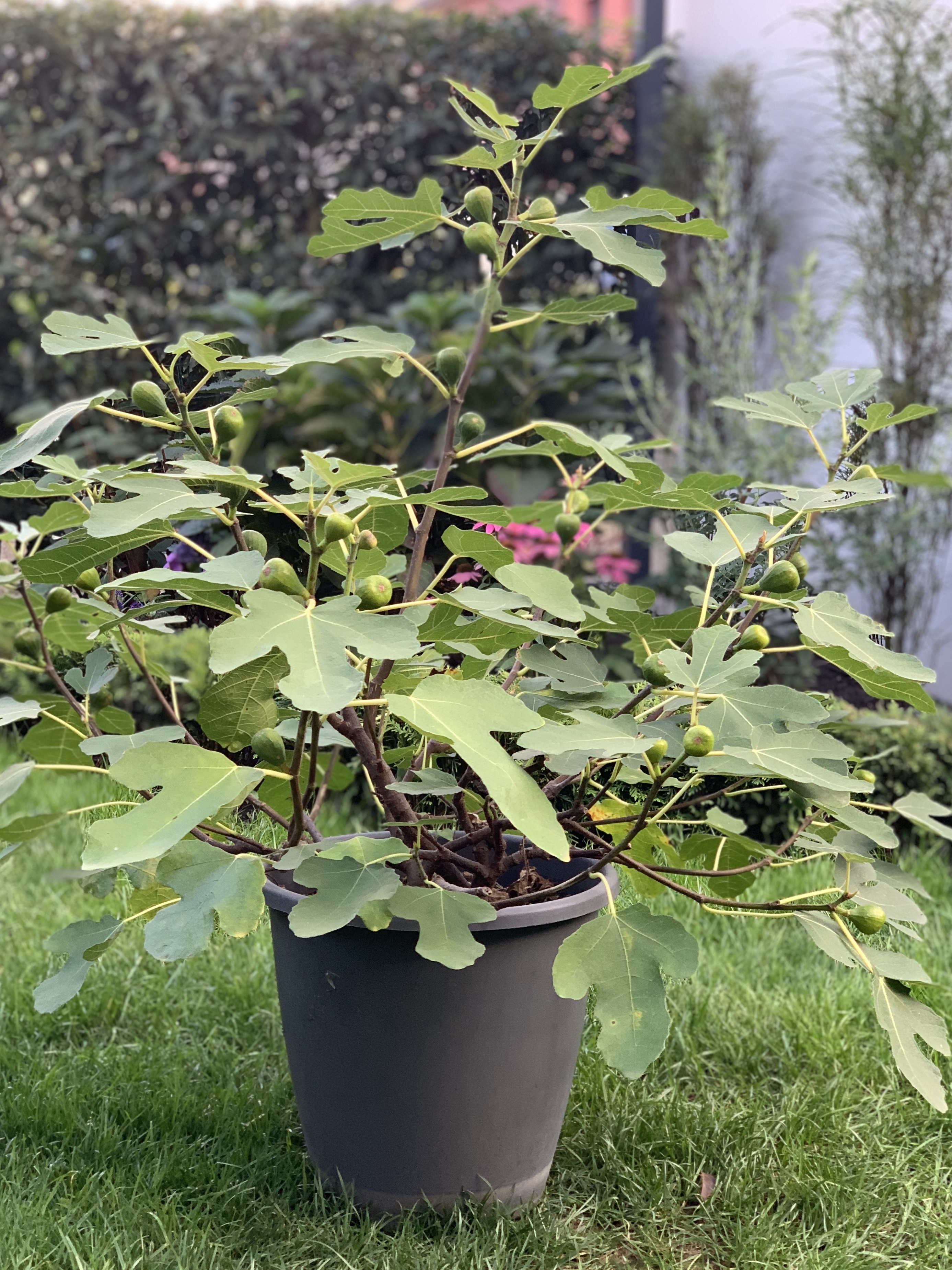 Ficus-carica-Firoma