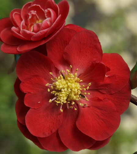 chaenomeles-double-take-scarlet-storm-8