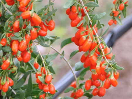 lycium-barbarum-no1-lifeberry3