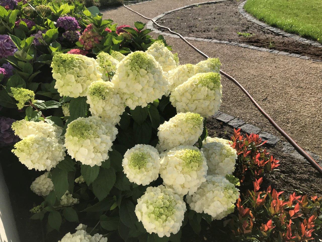 HYDRANGEA-paniculata-Magical-Mont-Blanc-13