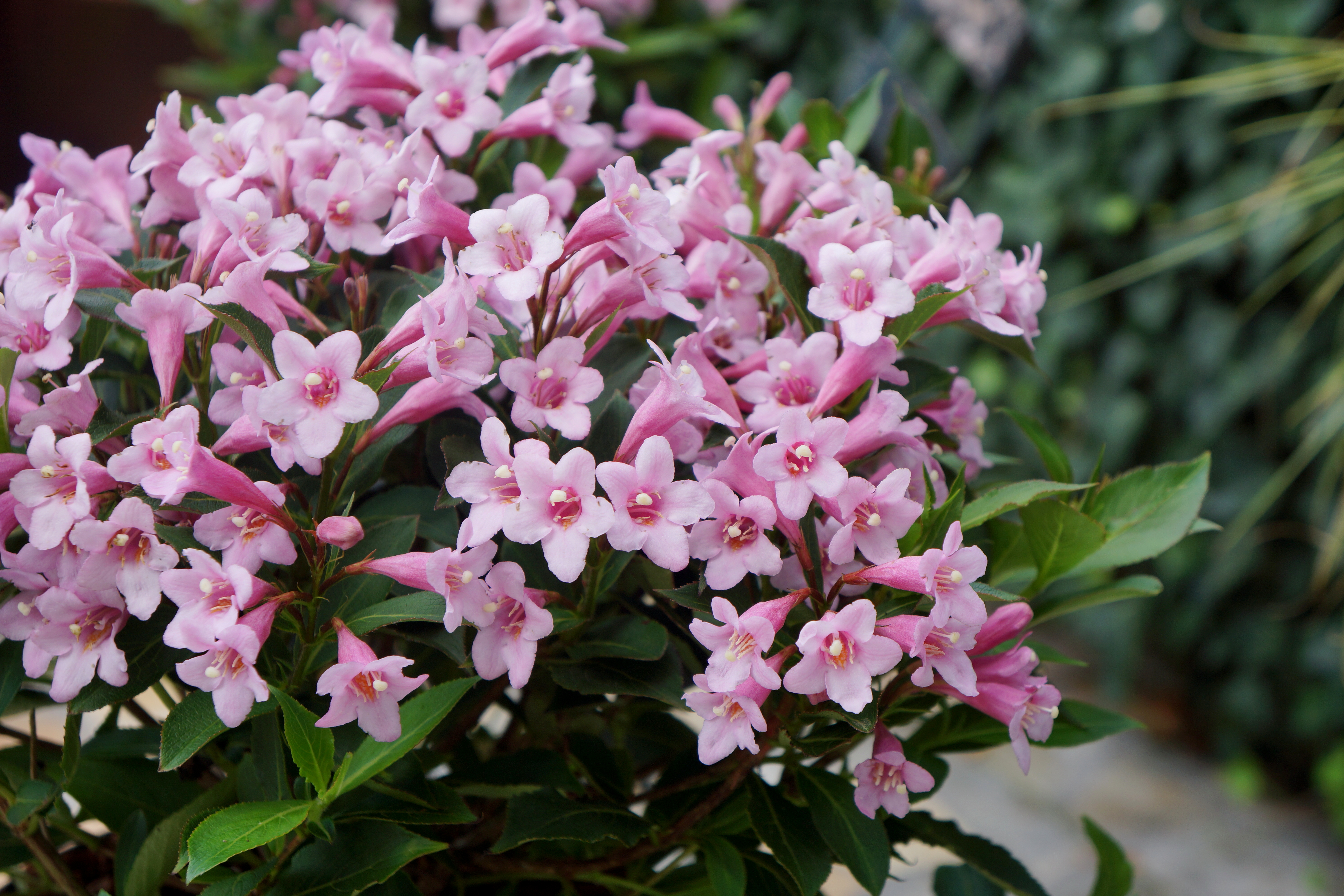 WEIGELA florida ´Pink Poppet´ (´Plangen´)Ⓢ