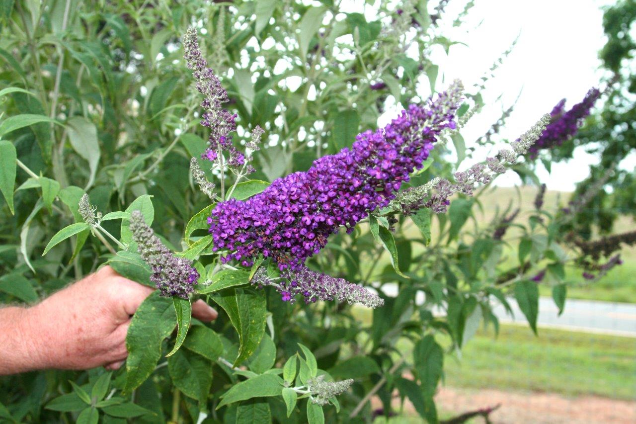 Buddleia-First-Editions-Groovy-Grape-2