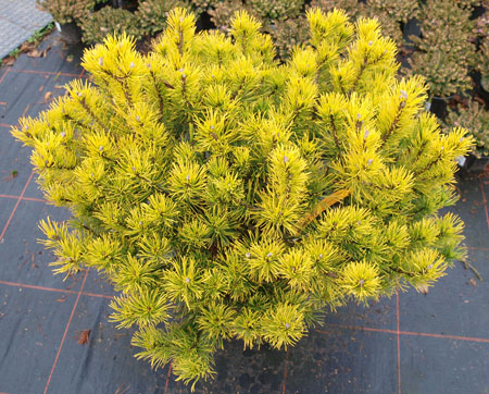PINUS mugo ´Wintergold´