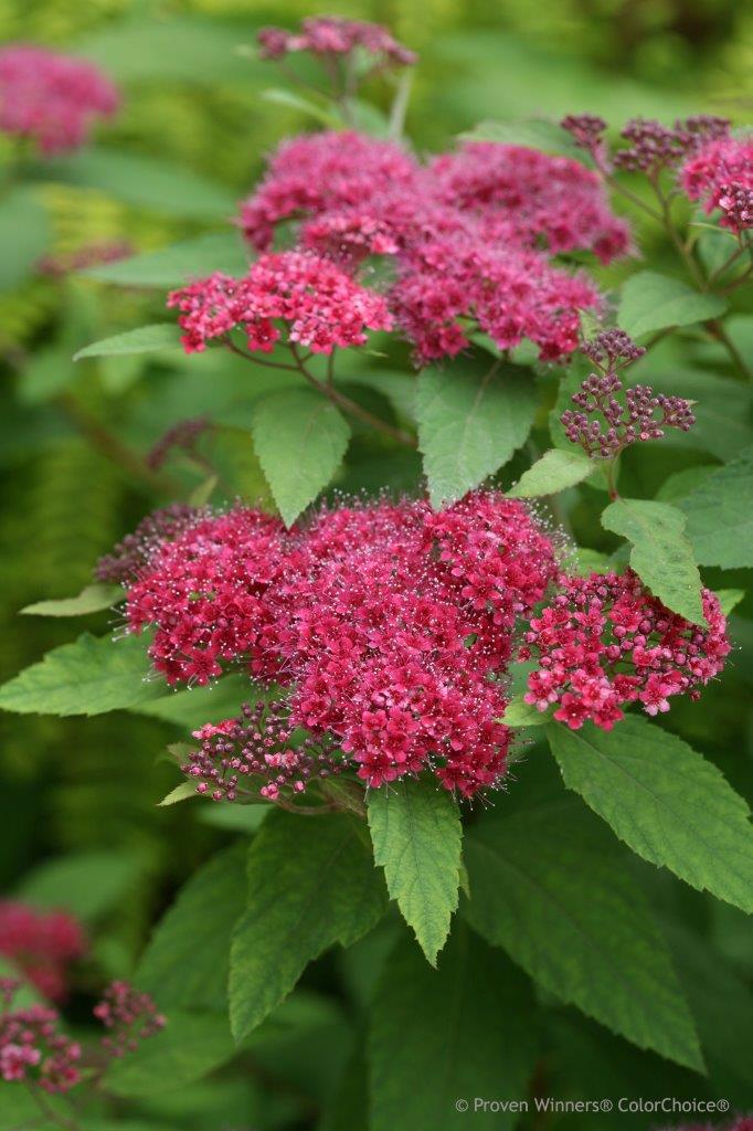 Spiraea-japonica-Double-Play-Red-6