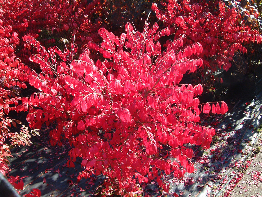 euonymus-alatus-compactus52fc82ca77cde