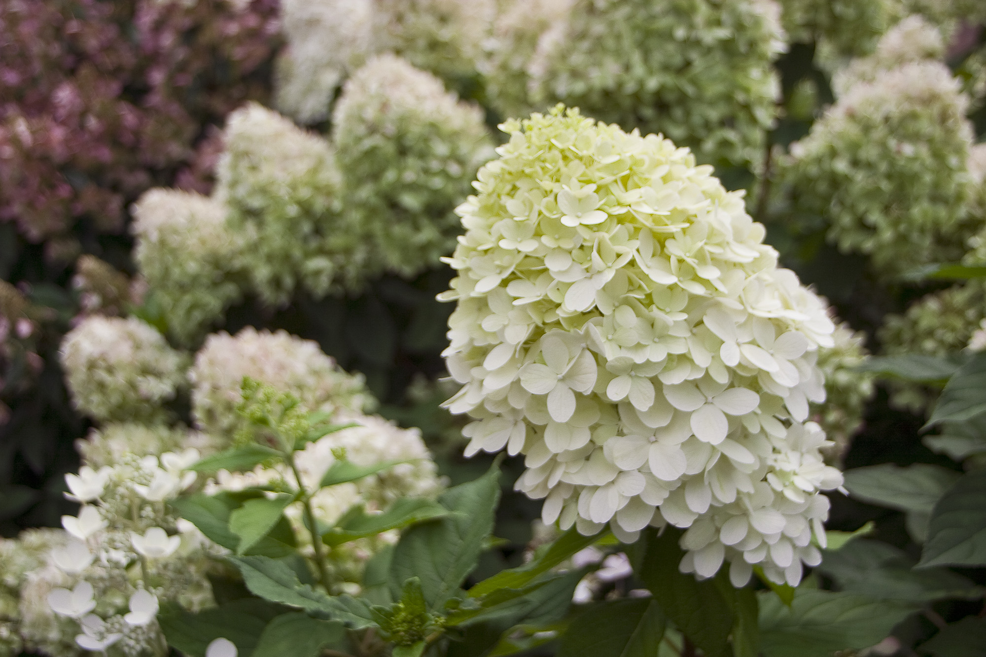 HYDRANGEA paniculata ´Little Lime´® (´Jane´)Ⓢ PW®