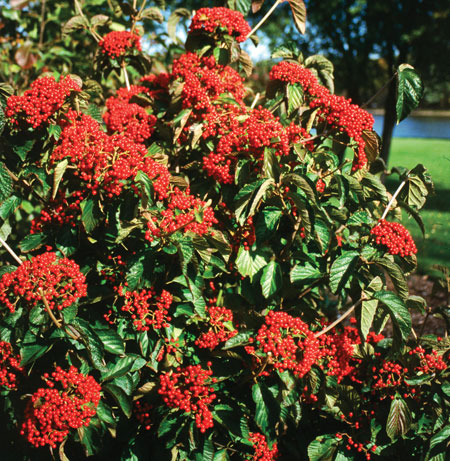 cardinal_candy_viburnum-4
