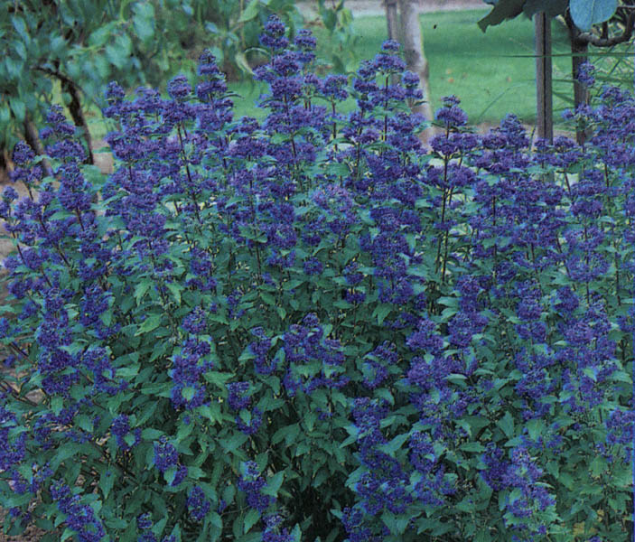 caryopteris-clandonensis-grand-bleu