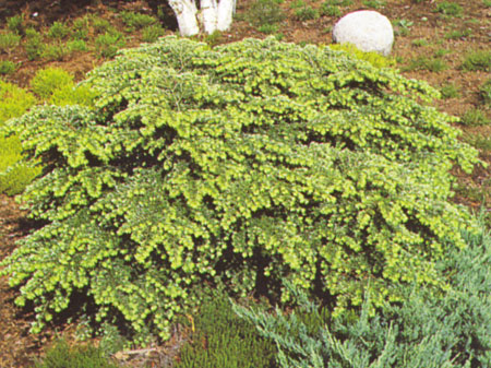 TSUGA canadensis ´Nana´